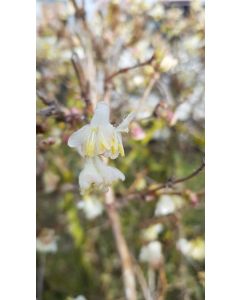 Lonicera fragrantissima / Chèvrefeuille d'hiver parfumé