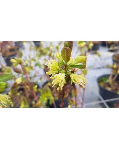 Lonicera Kamtschatica 'Wojtek' / Baie de Mai 'Wojtek'