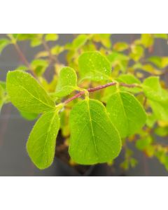 Lonicera xylosteum / Chèvrefeuille des haies