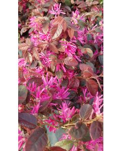 Loropetalum chinensis 'Fire dance'