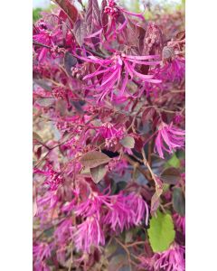 Loropetalum chinensis 'Pipa's Red'