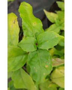 Mackaya bella / Mackaye élégante