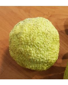 Maclura pomifera  (De semis) / Oranger des Osages