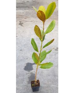 Magnolia grandiflora 'François Treyve' / Magnolia d'été 'François Treyve'