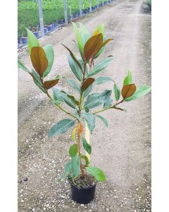 Magnolia grandiflora 'Galissoniensis' / Magnolia d'été Galissonnière