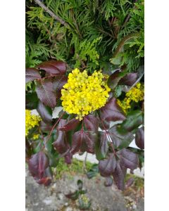 Mahonia aquifolium / Mahonia faux-houx