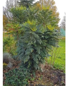 Mahonia x media 'Charity'