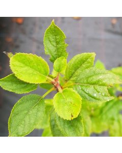 Malus communis 'Bittenfelder' ( De semis) / Pommier franc