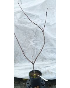 Malus domestica 'M26' (Marcotte) / Pommier