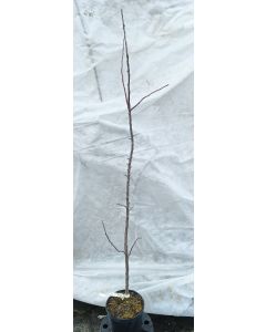 Malus domestica 'M2' (Marcotte) / Pommier Doucin de Fontenay