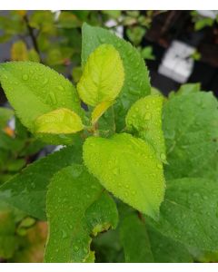 Malus communis ( De semis) / Pommier Franc