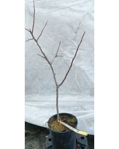 Malus domestica 'MM106' (Marcotte) / Pommier