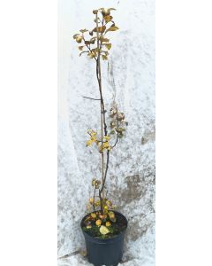 Malus domestica 'MM106' (Marcotte) / Pommier