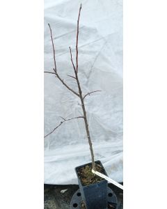 Malus domestica 'MM111' (Marcotte) / Pommier