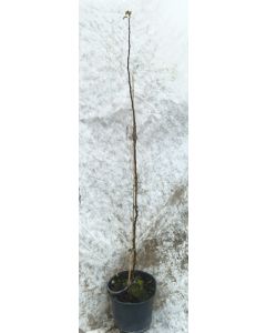 Malus domestica 'MM111' (Marcotte) / Pommier