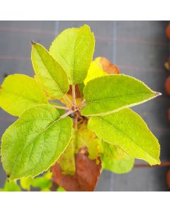 Malus domestica 'M7' (Marcotte) / Pommier