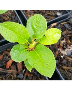 Malus domestica 'M9' (Marcotte) / Pommier