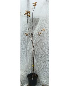 Malus sylvestris MSY 901 ( De semis) / Pommier sylvestre