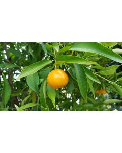 Citrus clementina 'Caffin' greffé sur Poncirus trifoliata / Clémentine de Corse