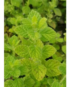 Melissa officinalis / Mélisse citronnelle
