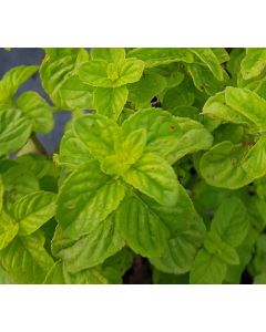 Mentha aquatica / Menthe aquatique