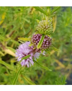 Mentha cervina / Menthe des Cerfs