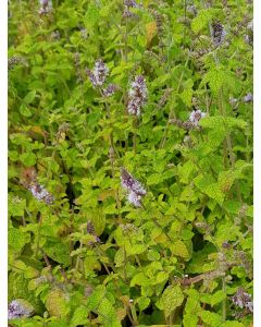 Mentha gattefossei / Menthe de Gattefossé 
