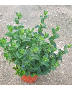 Mentha x piperita 'Mojito Cocktail' ® / Menthe 'Mojito Cocktail' ®