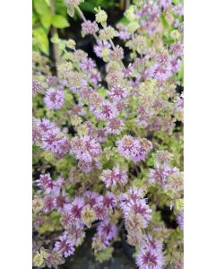 Mentha pulegium / Menthe Pouliot