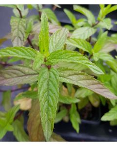 Mentha rubra var. raripila / Menthe Rouge