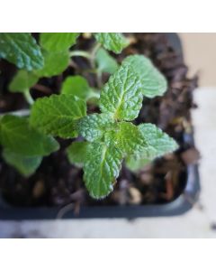 Mentha spicata 'Strawberry Mint' / Menthe Fraise