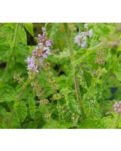 Mentha spicata 'Strawberry Mint' / Menthe Fraise