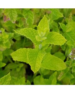 Mentha spicata subsp tomentosa / Menthe Figue