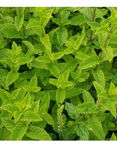 Mentha spicata 'Moroccan' / Menthe Marocaine