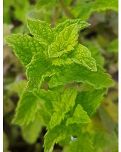 Mentha spicata 'Marrakech' / Menthe Marrakech