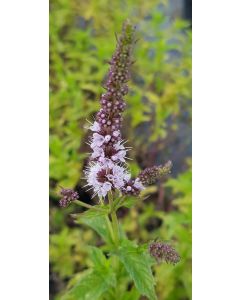 Mentha x 'Madagascar' / Menthe Madagascar