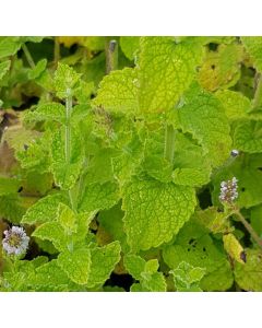 Mentha x piperita 'Earl Grey' / Menthe Earl Grey