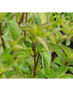 Mentha x piperita 'Eau de Cologne' / Menthe Eau de Cologne