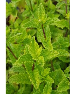 Mentha x piperita 'Chartreuse' / Menthe Chartreuse