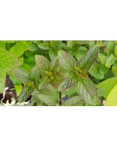 Mentha x piperita 'Chocolate' / Menthe Chocolat