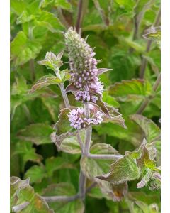 Mentha x piperita 'Grapefruit' / Menthe pamplemousse