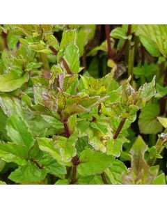 Mentha x piperita 'Mitcham' / Menthe Mitcham