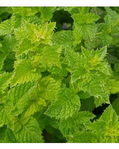 Mentha x piperita 'Mojito' / Menthe 'Mojito' 