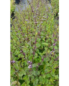 Mentha x piperita var. anisata / Menthe Anis