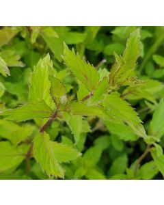 Mentha x piperita 'Yakima' / Menthe Yakima