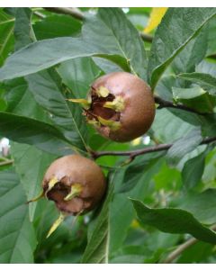 Mespilus germanica / Néflier d'Allemagne