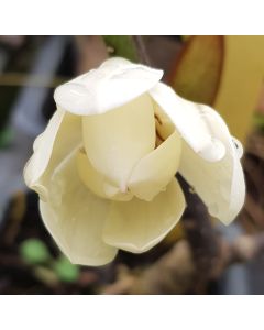 Michelia x 'Bubbles'