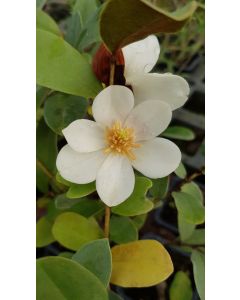 Michelia laevifolia 'Gail's favorite'