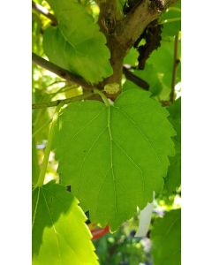 Morus alba / Mûrier blanc