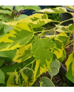 Morus alba 'Papers Doll' / Mûrier blanc panaché